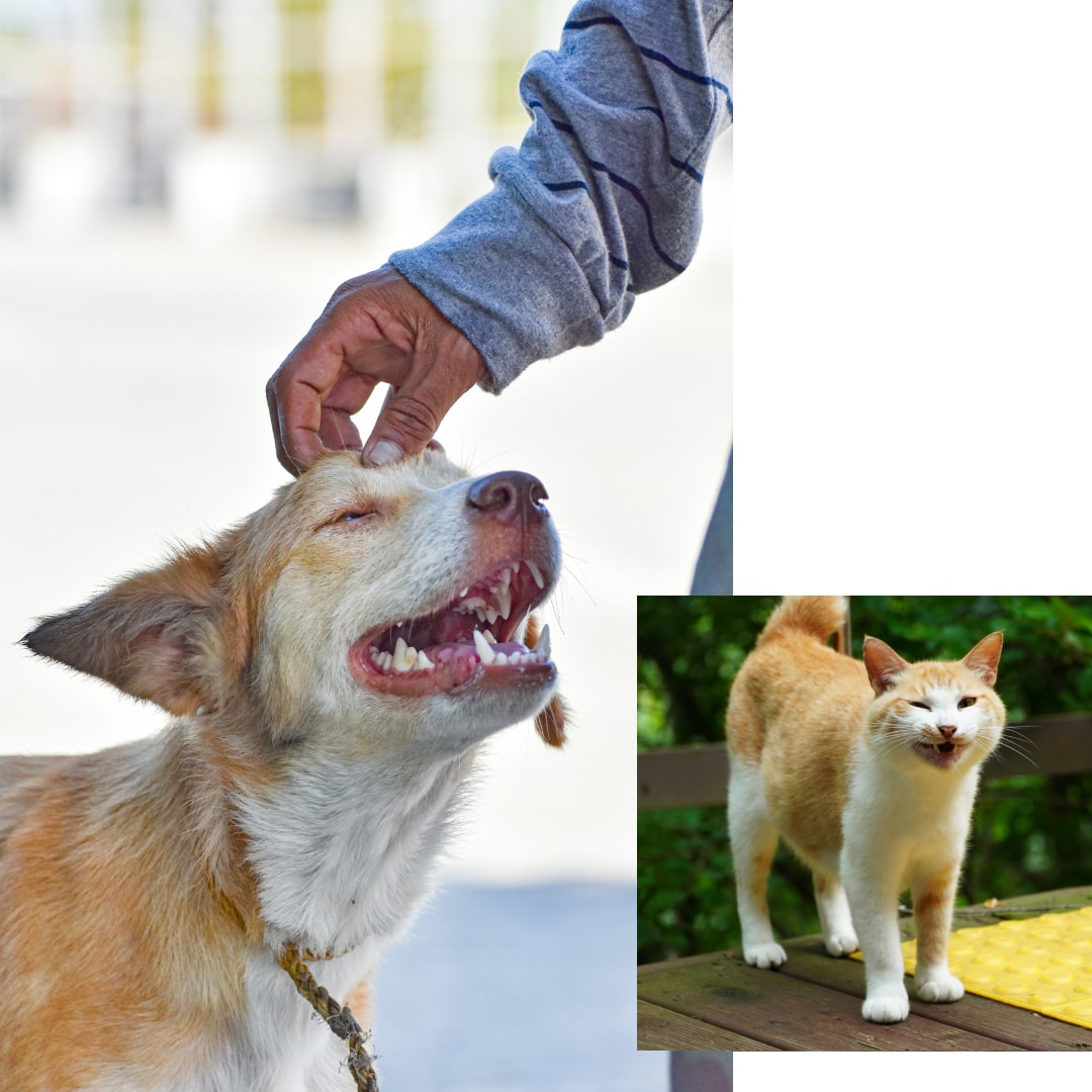 Happy dog receiving head pets