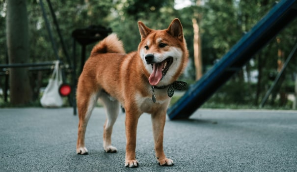 Happy dog stands on pavement
