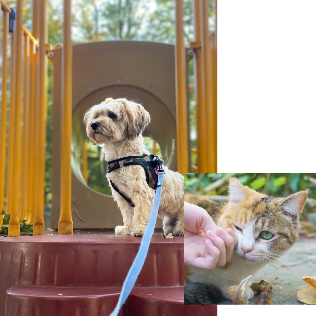 Small dog and calico cat
