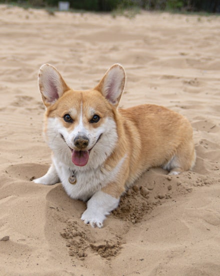 brown and white corgi puppy on brown sand