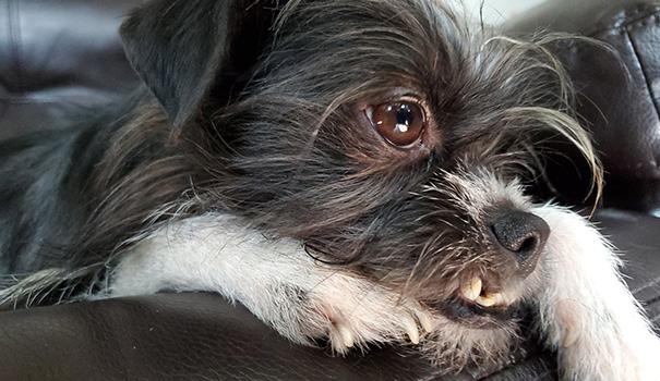 A closeup of a small dog