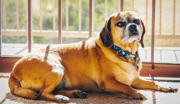 Cute puggle relaxing by window