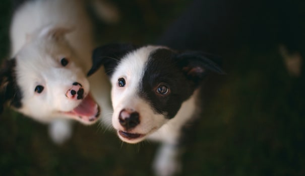 Two adorable puppy faces