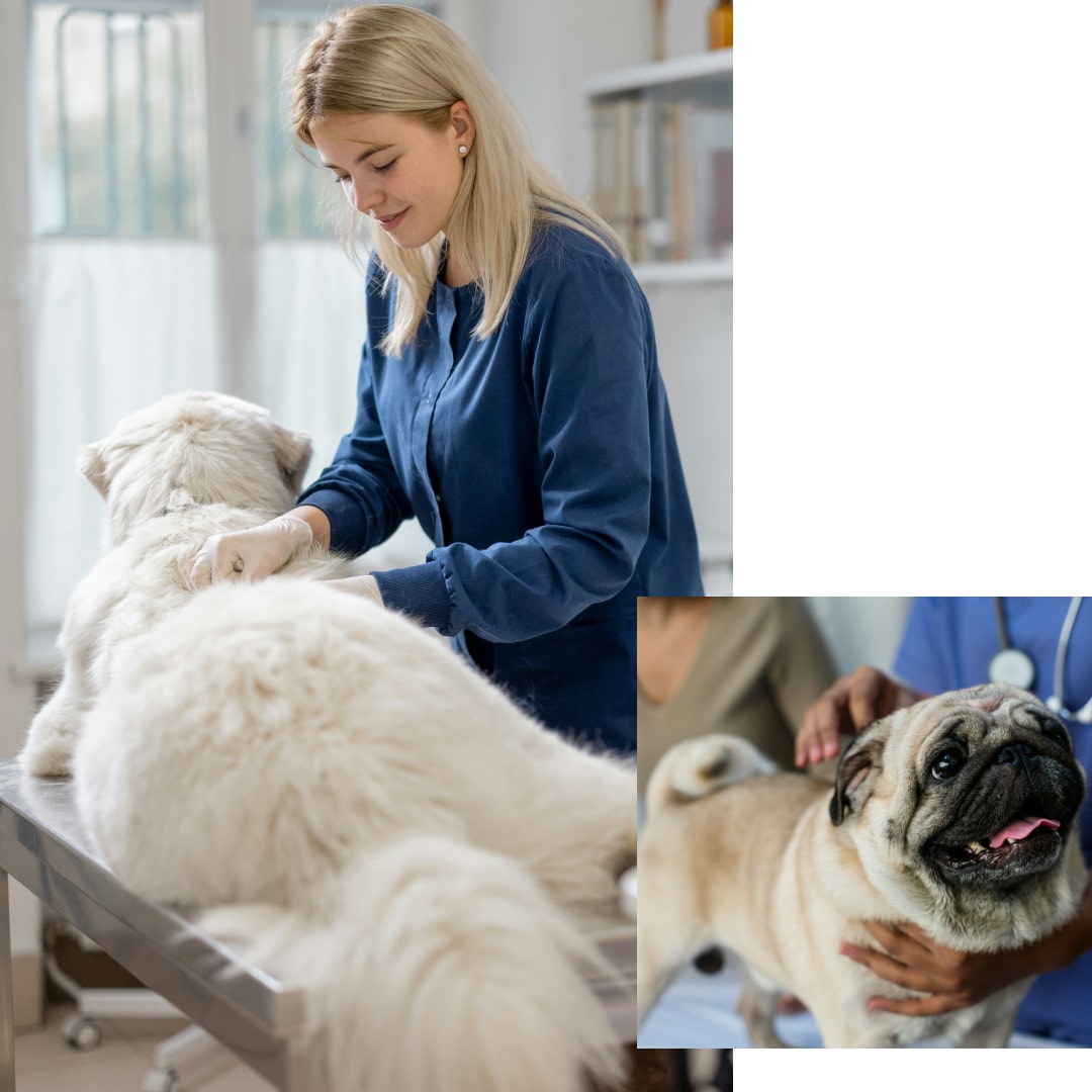 Vet examines fluffy white dog