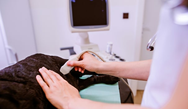 Veterinarian performing ultrasound on dog