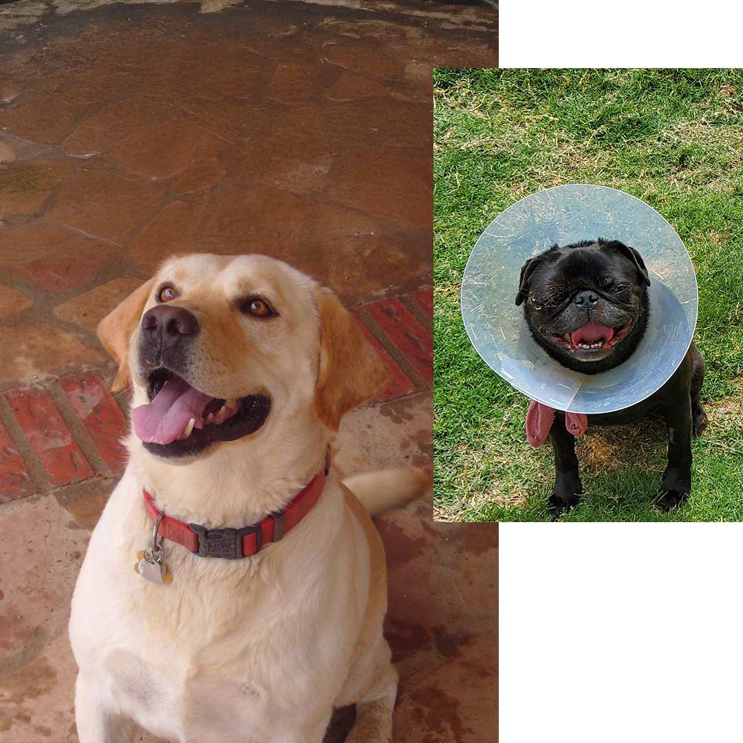 a collage of dog images