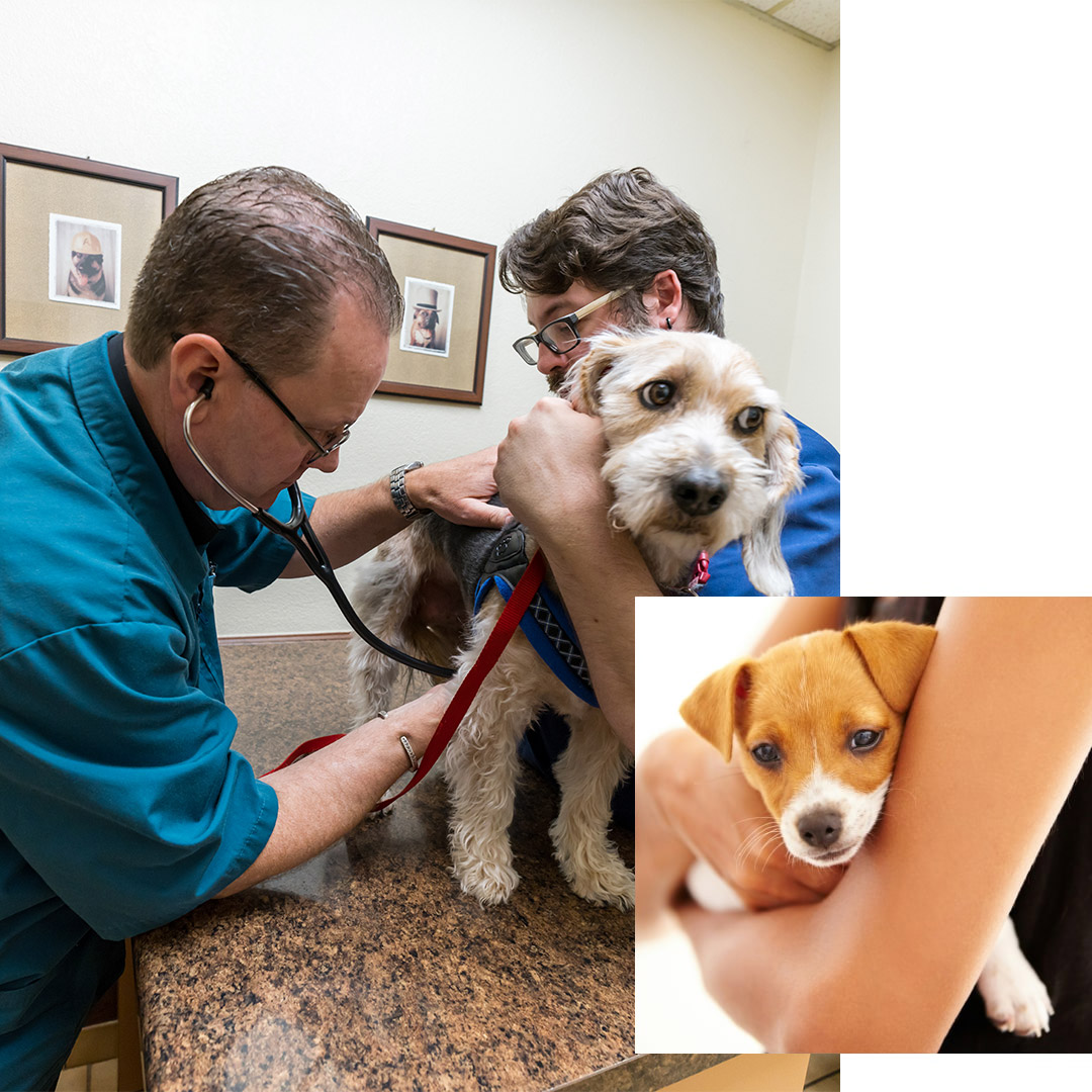 doctor-checking-a-pet