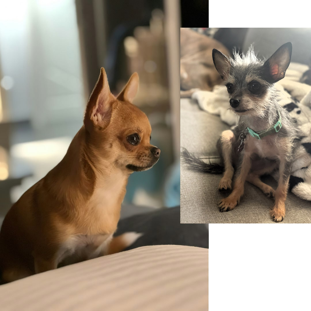 pet-sitting-inside