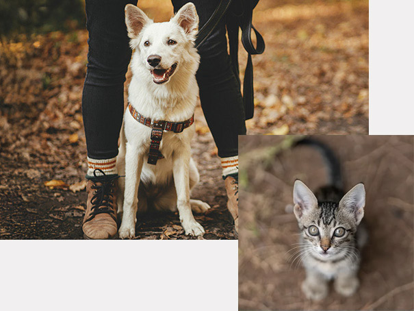 pet-standing-outside