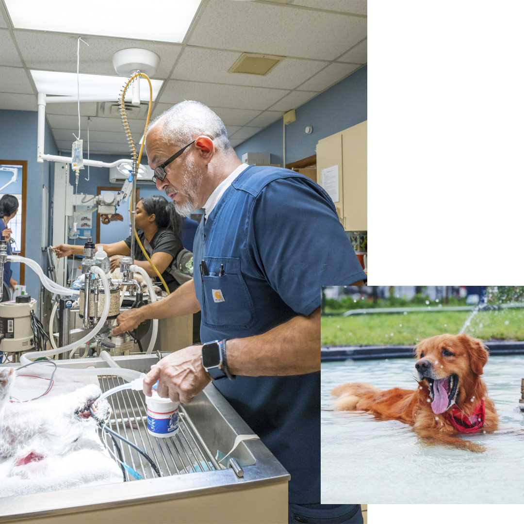 vet-checking-the-pet