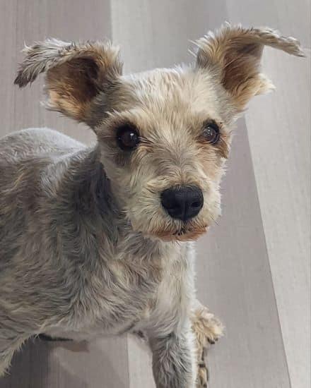 A small long-haired dog sitting on a hard floor