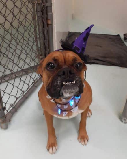 A dog wearing a black witch hat and a leash