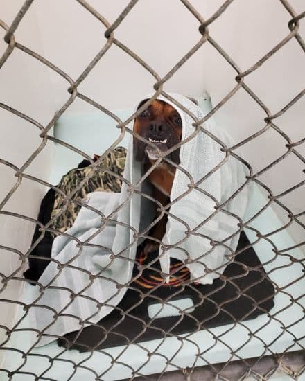A dog resting in a cage