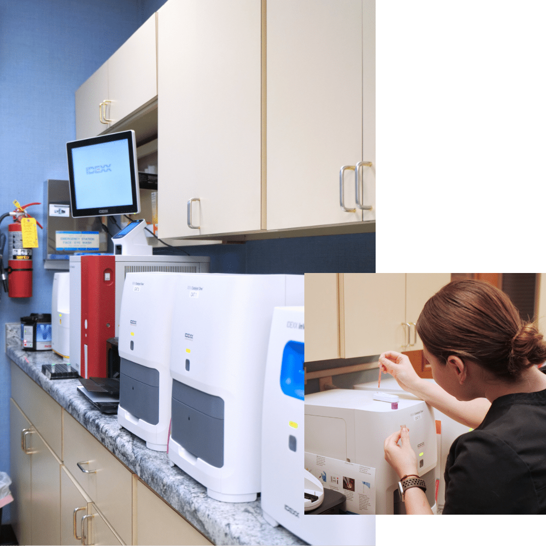 Vet examines fluffy white dog